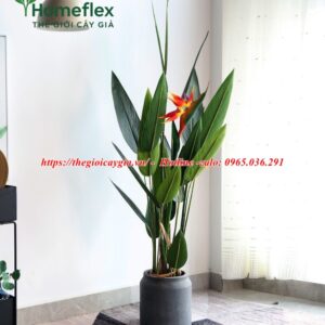 Cây chuối mỏ két giả