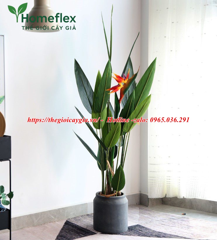 Cây chuối mỏ két giả