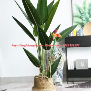 Cây chuối mỏ két giả