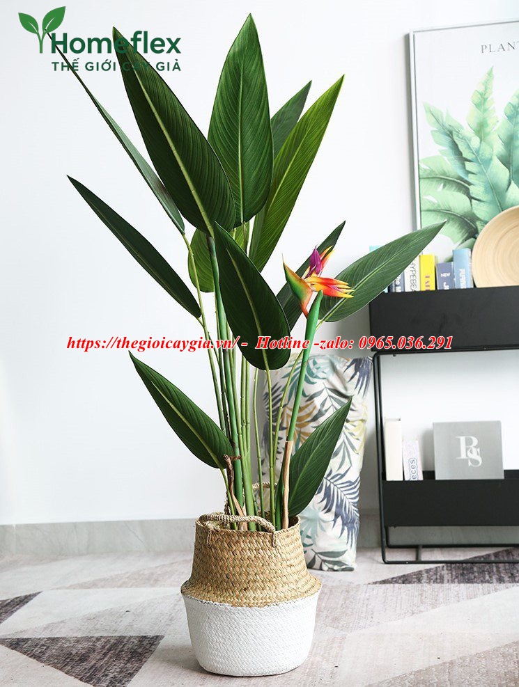 Cây chuối mỏ két giả