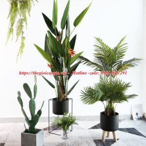 Cây chuối mỏ két giả
