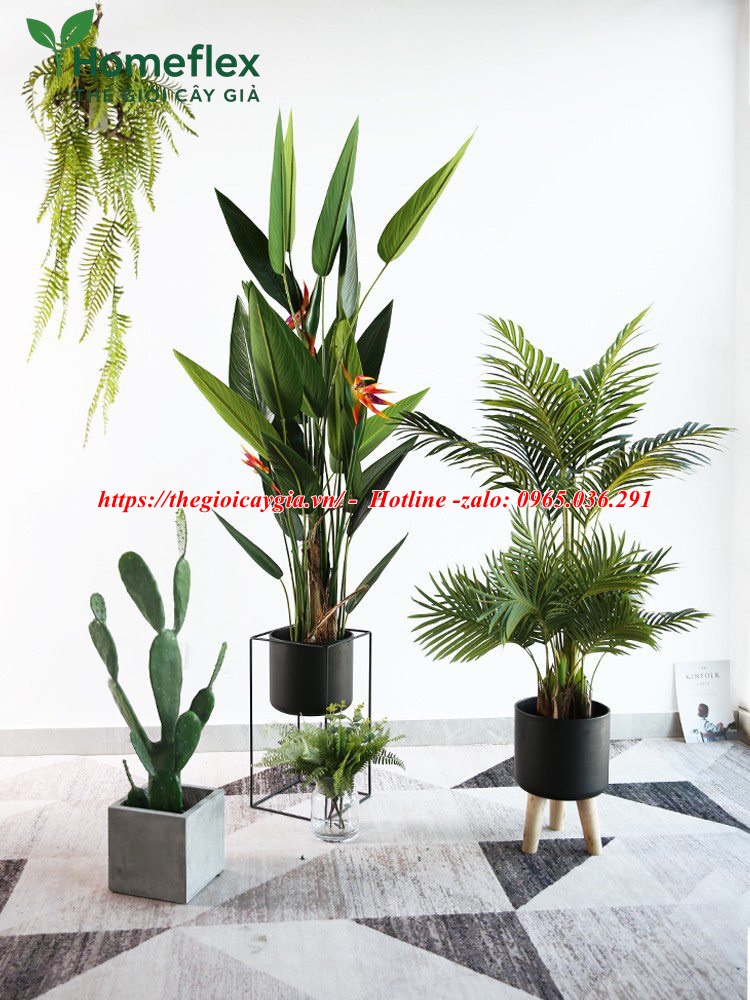 Cây chuối mỏ két giả