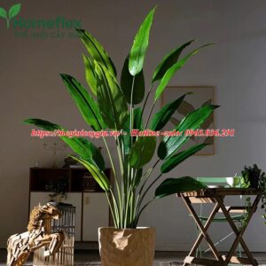 Cây chuối mỏ két giả