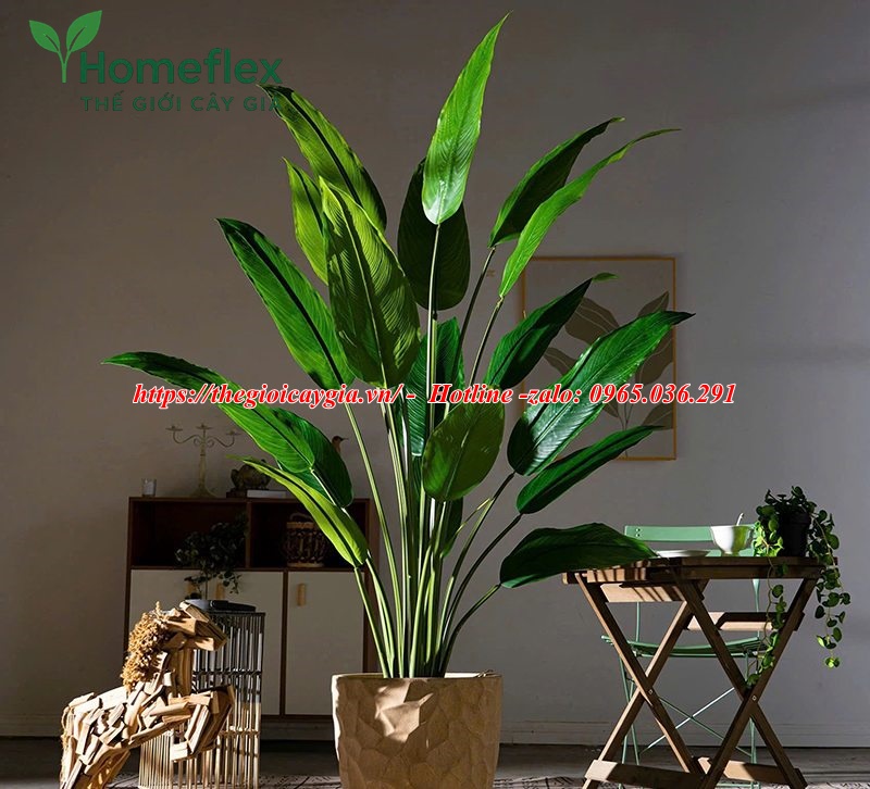 Cây chuối mỏ két giả
