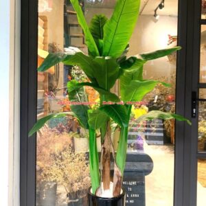 Cây chuối quê giả