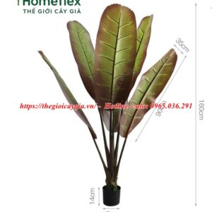 cây chuối chân voi giả