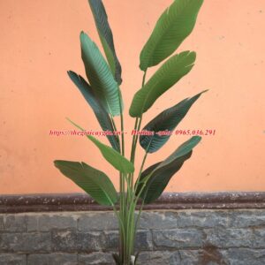 Cây chuối rẻ quạt giả