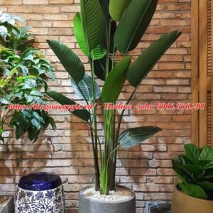 Cây chuối rẻ quạt giả
