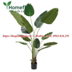 Cây chuối rẻ quạt giả