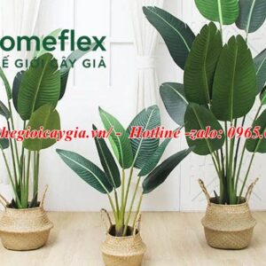Cây chuối rẻ quạt giả