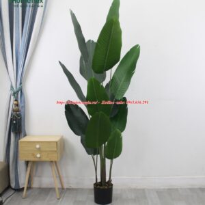 Cây chuối rẻ quạt giả
