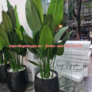 Cây chuối rẻ quạt giả