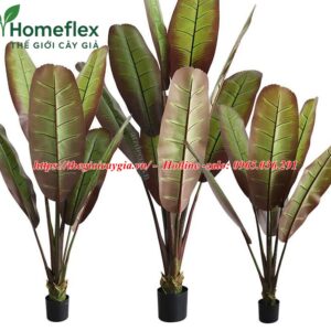 cây chuối chân voi giả