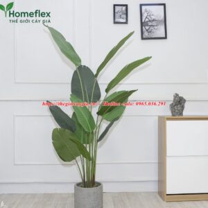 Cây chuối rẻ quạt giả