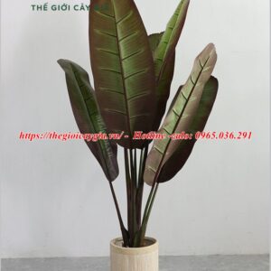 cây chuối chân voi giả