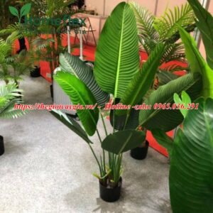 Cây chuối rẻ quạt giả