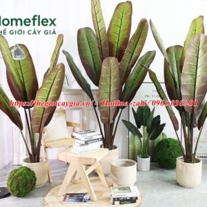 cây chuối chân voi giả