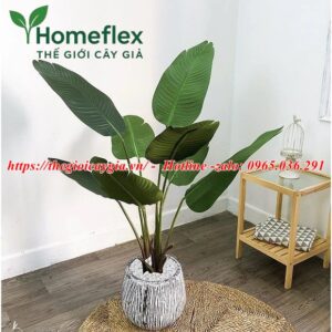 Cây chuối rẻ quạt giả