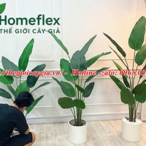 Cây chuối rẻ quạt giả