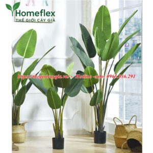 Cây chuối rẻ quạt giả