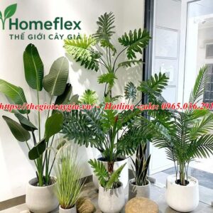 Cây chuối rẻ quạt giả