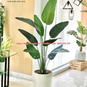 Cây chuối rẻ quạt giả