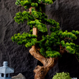 Cây tùng la hán giả (130 cm)