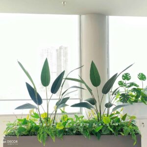 Bồn Cây Tiểu Cảnh- Thiết Kế Bồn Chuối Lá Nhọn Trang Trí Văn Phòng Xanh Mát - BC218