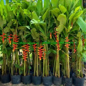 Cây chuối cảnh hoa đỏ