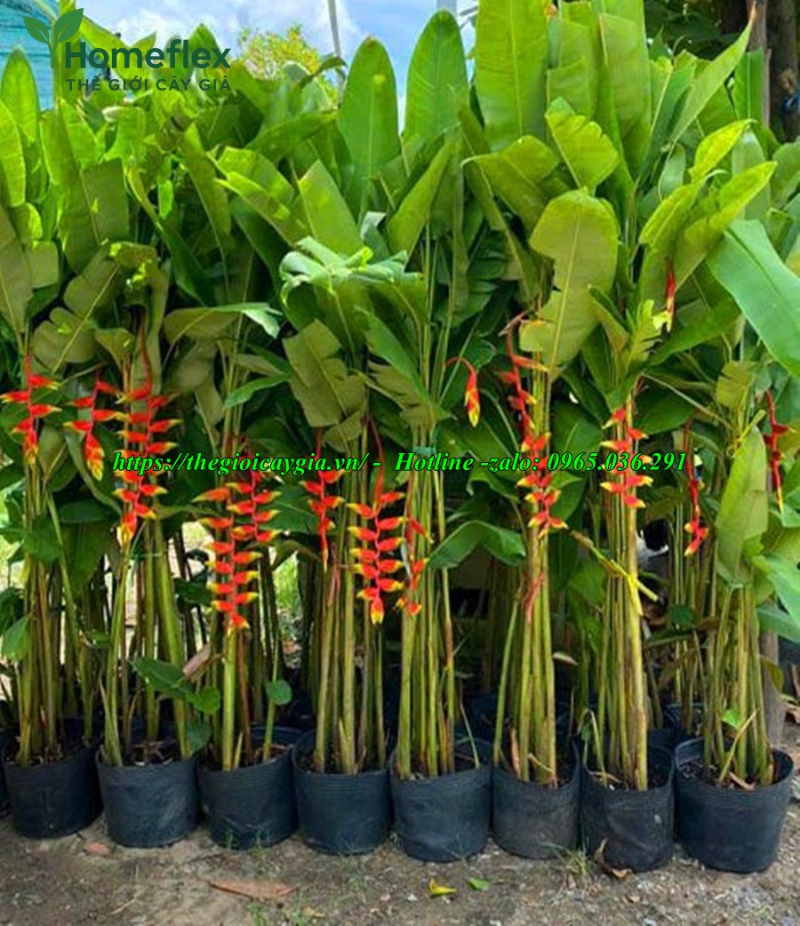Cây chuối cảnh hoa đỏ