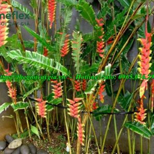 Cây chuối cảnh hoa đỏ
