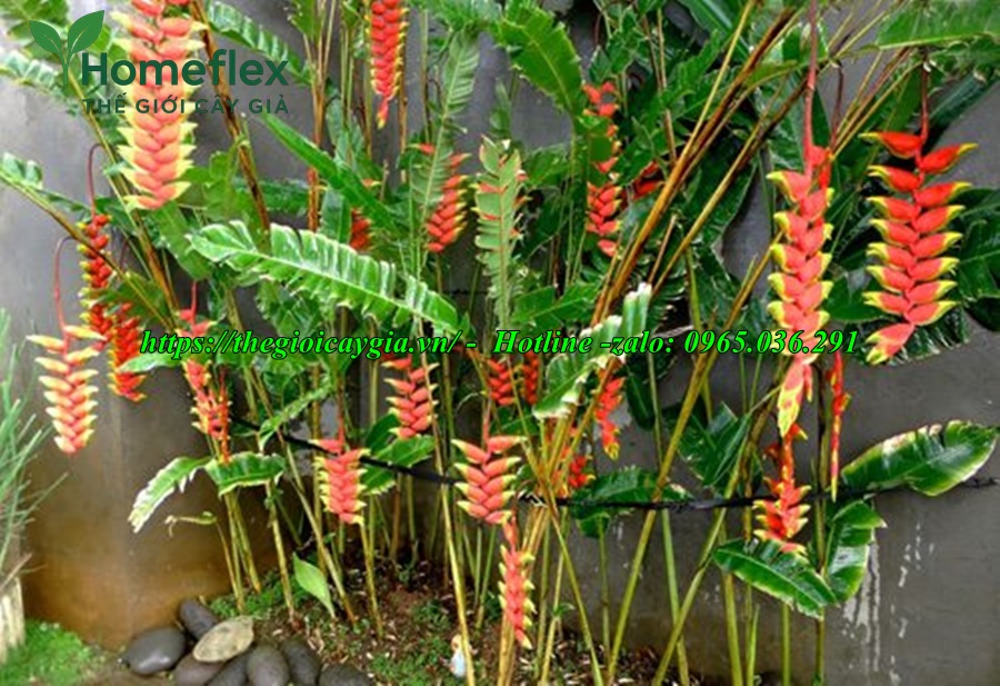 Cây chuối cảnh hoa đỏ