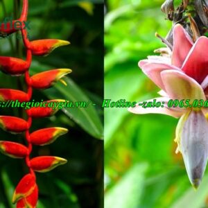 Cây chuối cảnh hoa đỏ