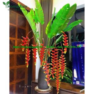 Cây chuối cảnh hoa đỏ