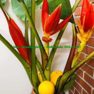 Cây chuối cảnh hoa đỏ