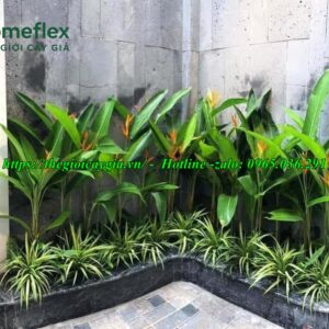 Cây chuối cảnh hoa đỏ