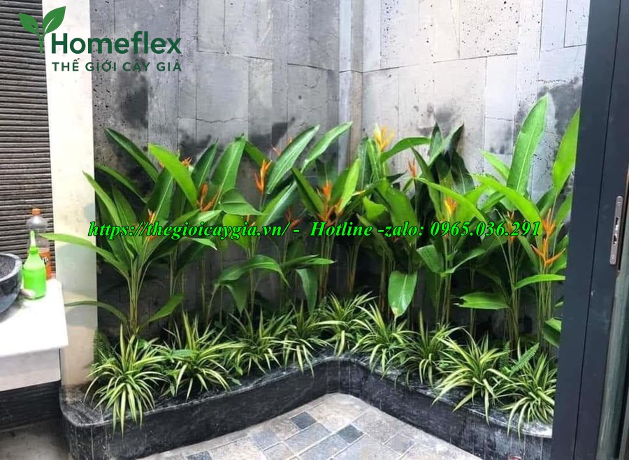 Cây chuối cảnh hoa đỏ