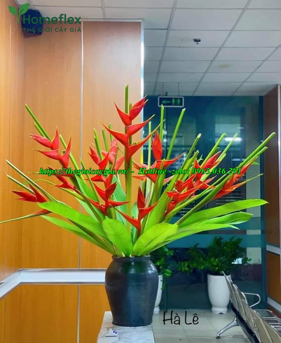 Cây chuối cảnh hoa đỏ