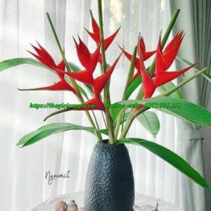 Cây chuối cảnh hoa đỏ