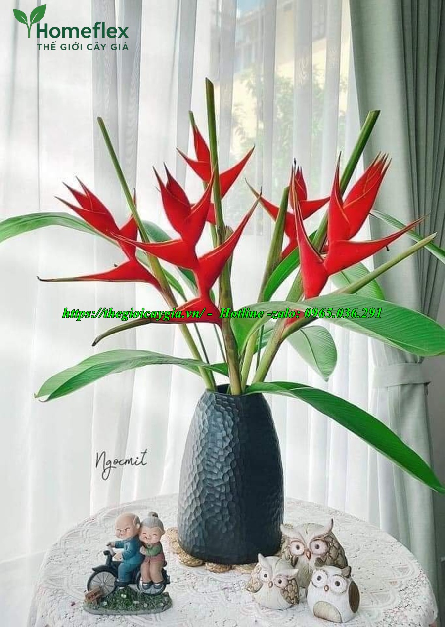 Cây chuối cảnh hoa đỏ