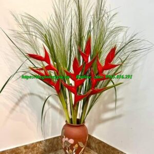 Cây chuối cảnh hoa đỏ