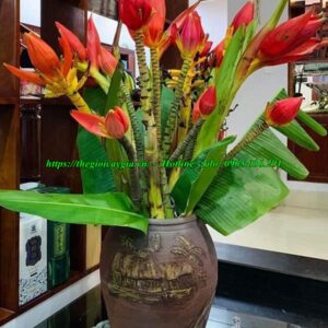 Cây chuối cảnh hoa đỏ