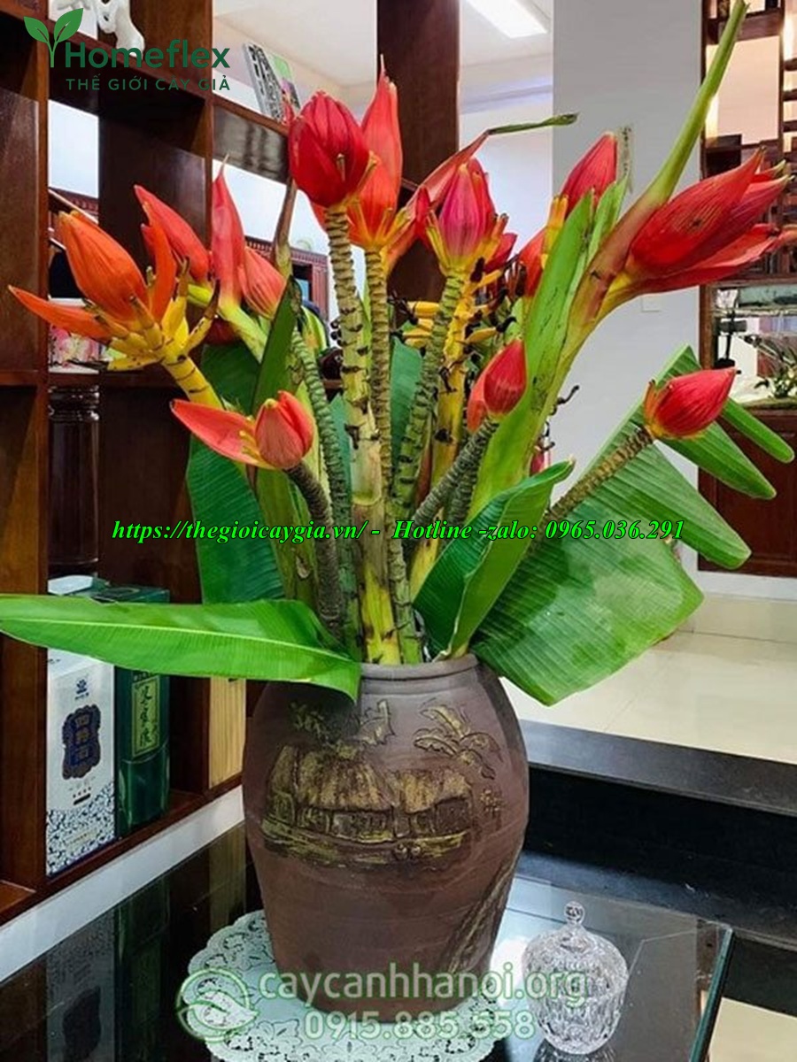 Cây chuối cảnh hoa đỏ