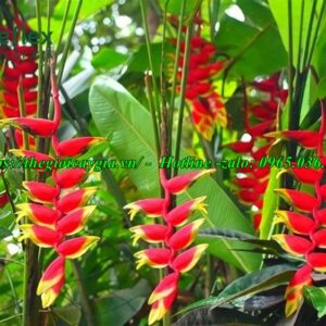 Cây chuối cảnh hoa đỏ
