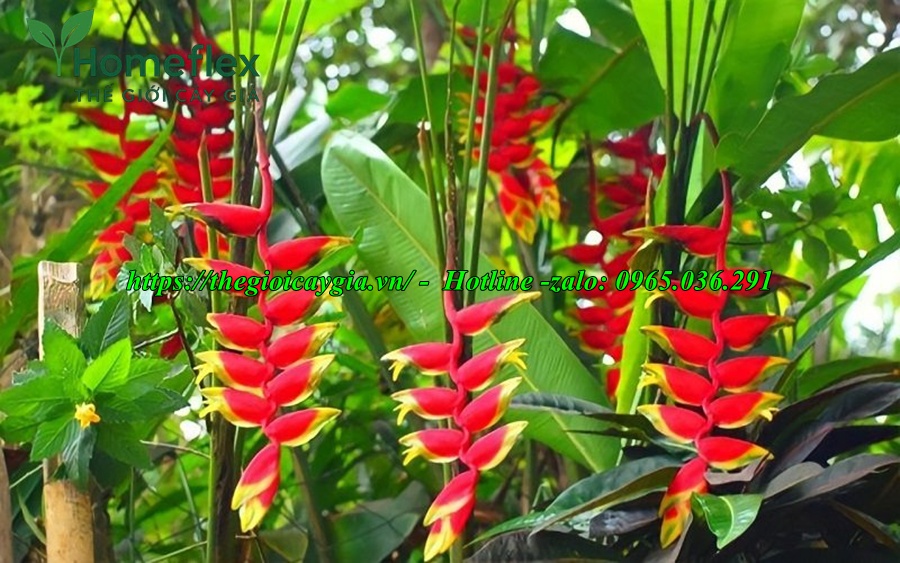 Cây chuối cảnh hoa đỏ