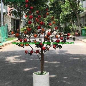 cây lựu giả