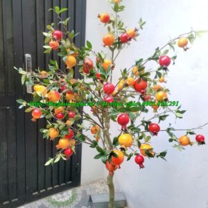 cây lựu giả