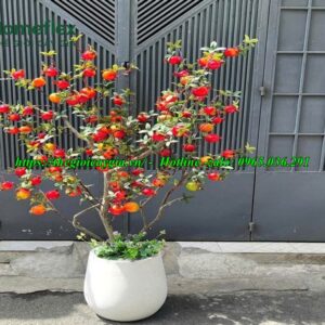 cây lựu giả