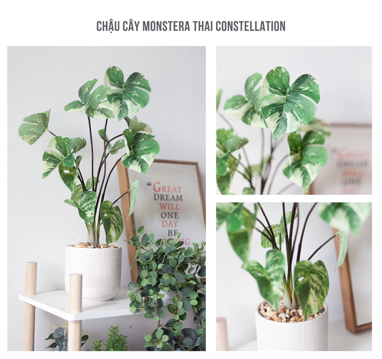 cay monstera thai constellation - Chậu cây Monstera Thai Constellation giả để bàn cay monstera thai constellation - Chậu cây Monstera Thai Constellation giả để bàn