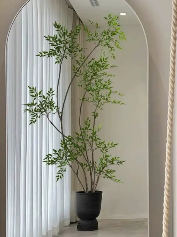 Cay thien truc gia 2.jpg - Cây thiên trúc giả Cay thien truc gia 2.jpg - Cây thiên trúc giả